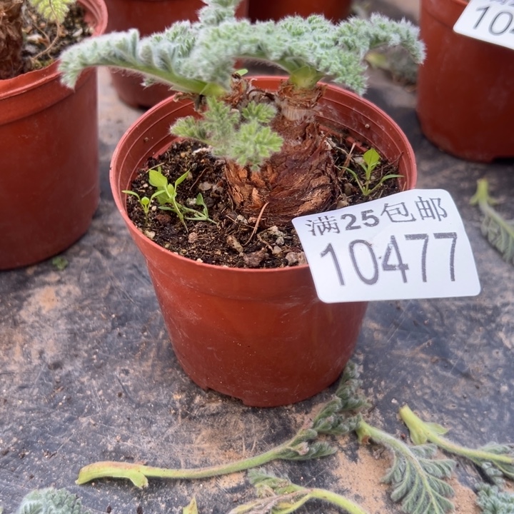 羽叶洋葵477，一物一拍