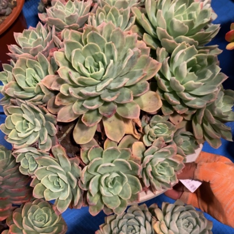 蛋*1012乔伊多肉