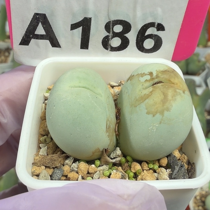 小****186mmmmmmmmmmmmmm