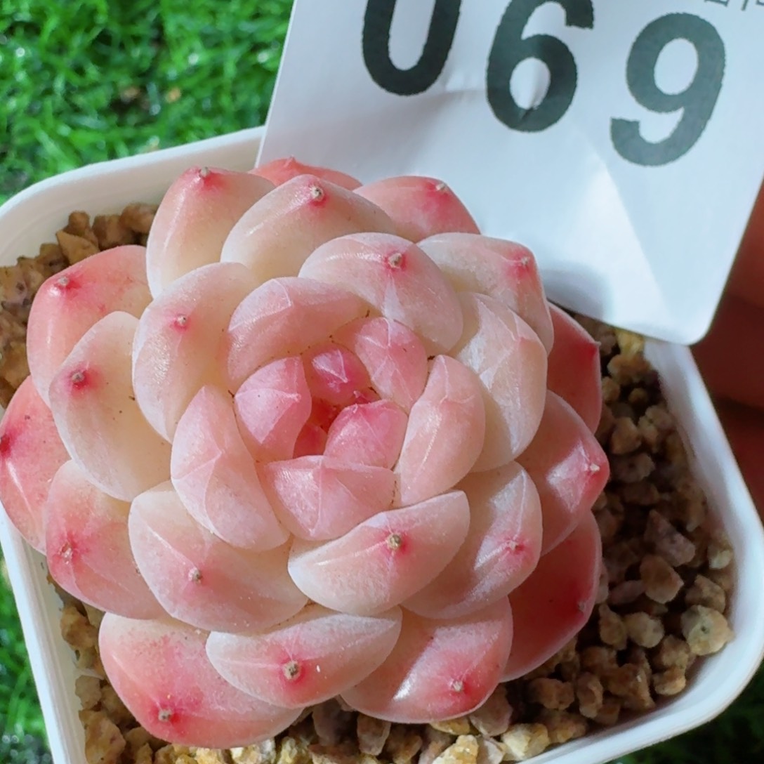 美心         精品多肉