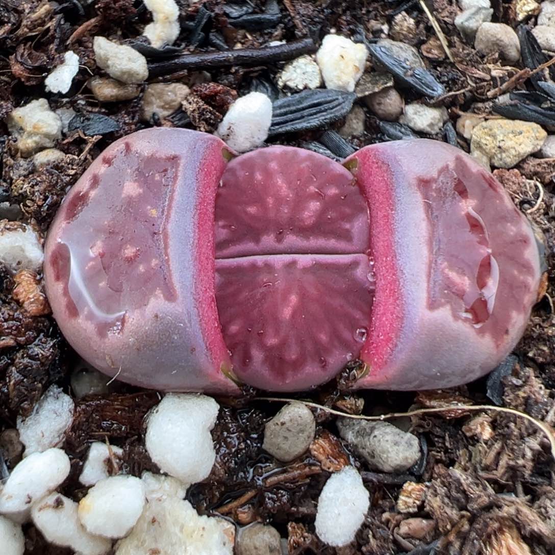 1.21好看的多肉007