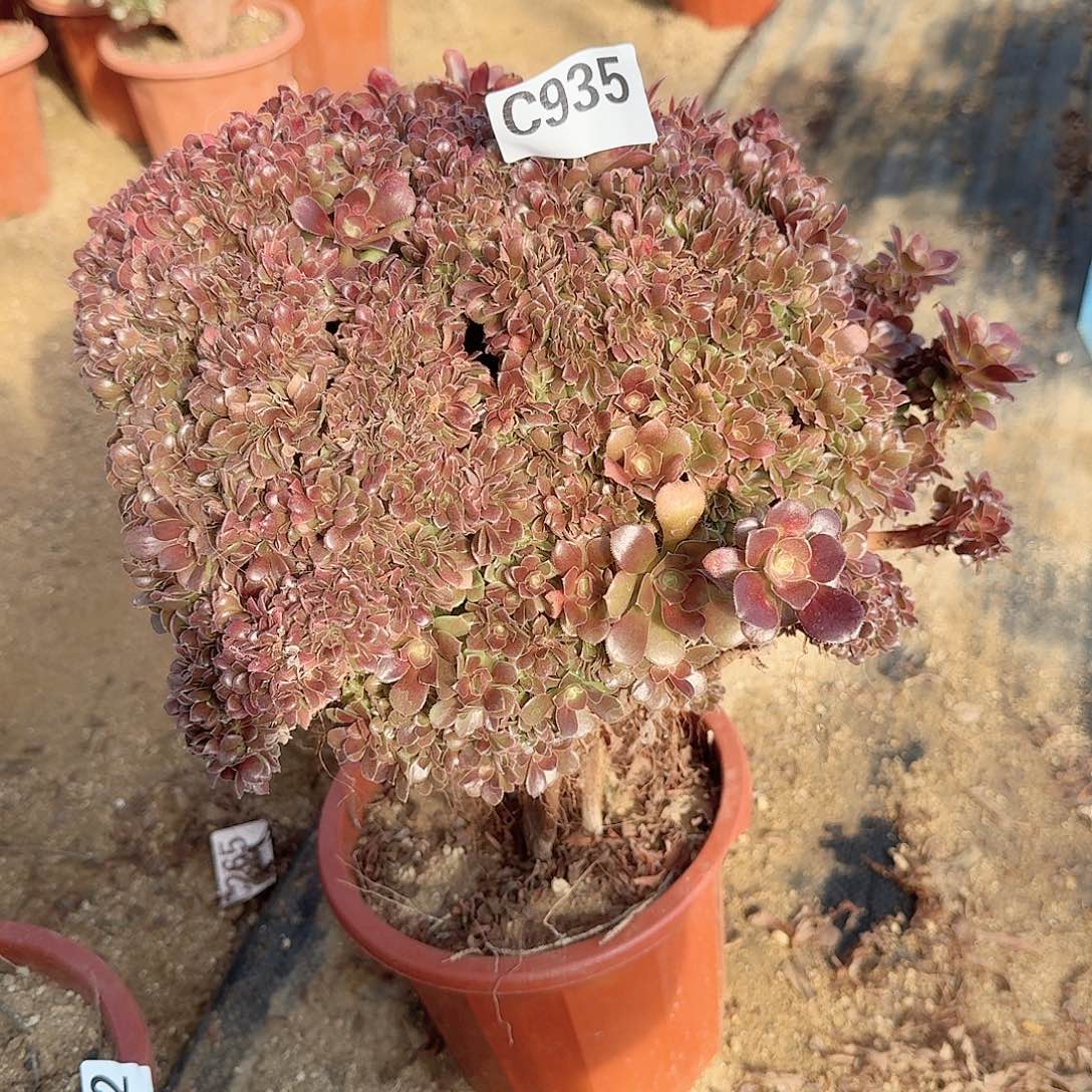 935玫瑰朵朵有伤一颗