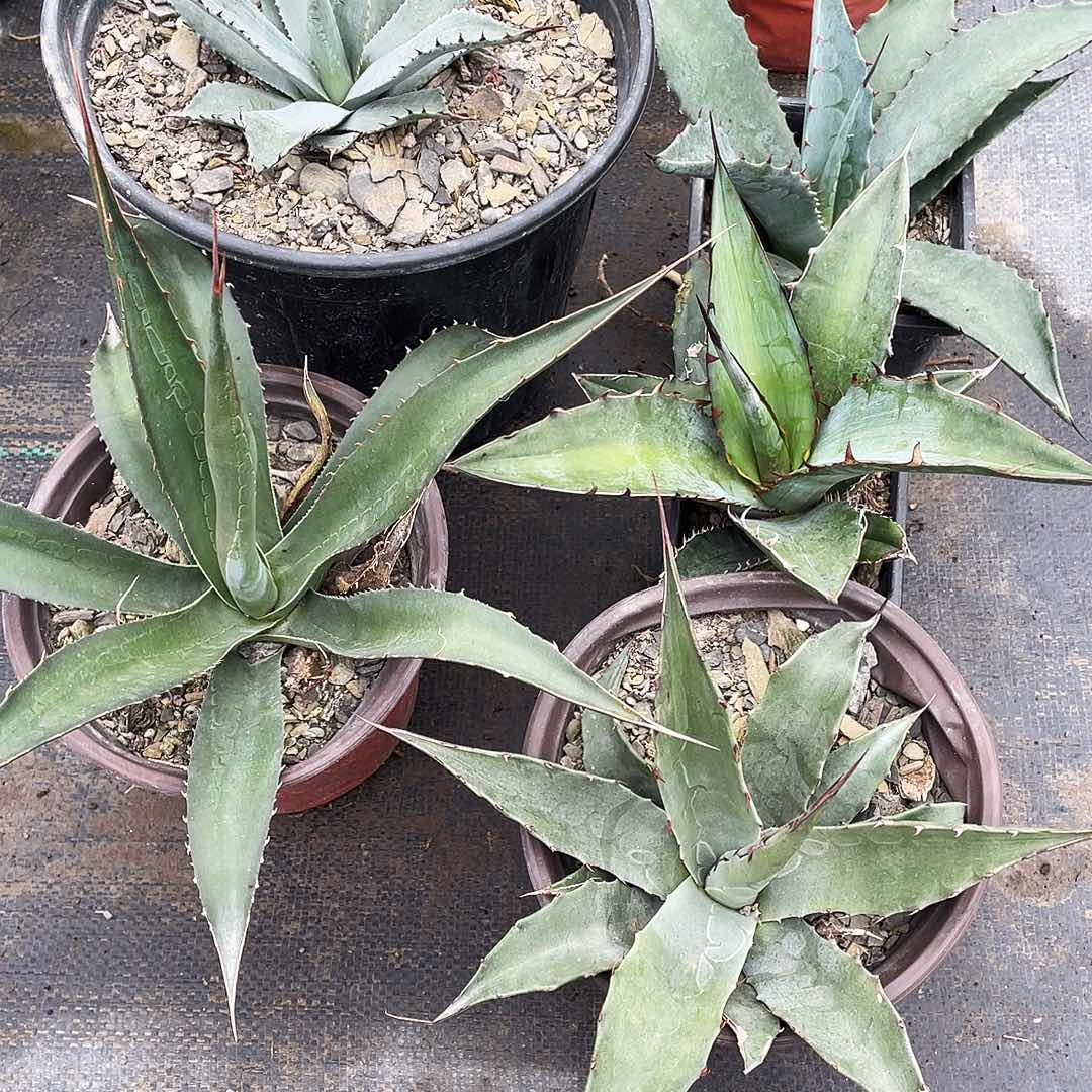 无花朵福利套餐5个品种
