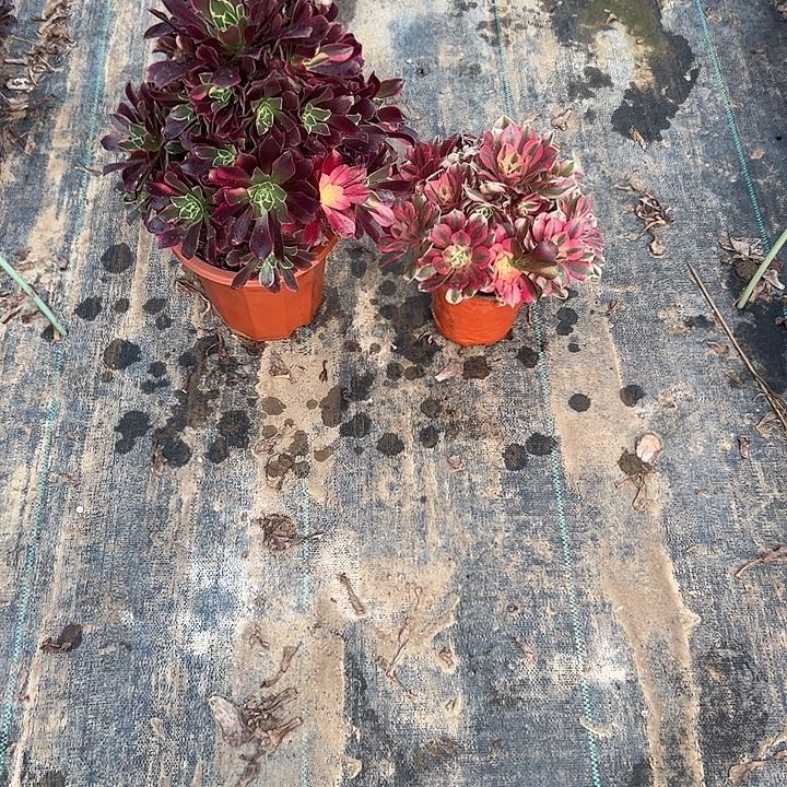 不包侧枝一物一拍21