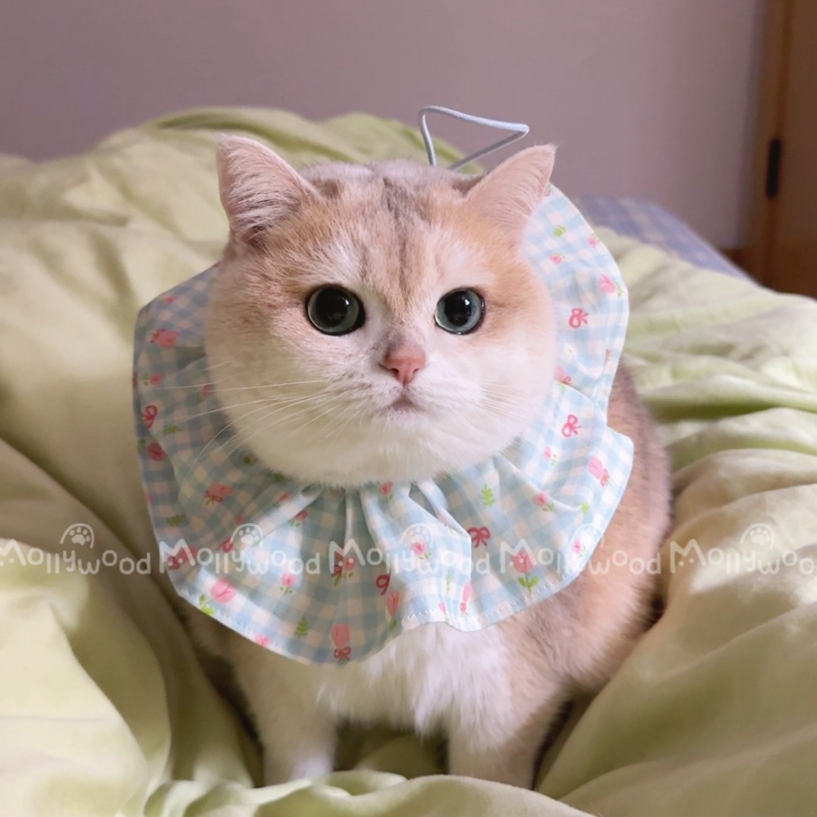 Mollywood 猫来屋 可调节抽绳口水巾 猫咪围脖薄款伊丽莎白口水巾