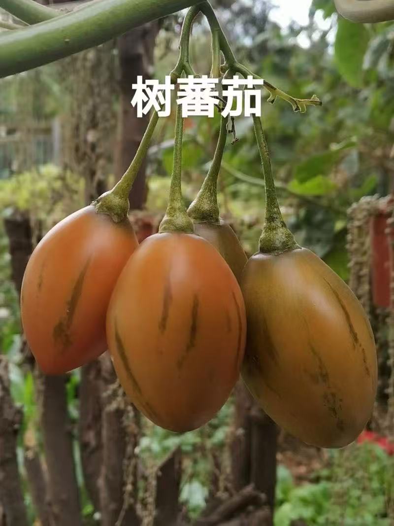 云南德宏新鲜树番茄