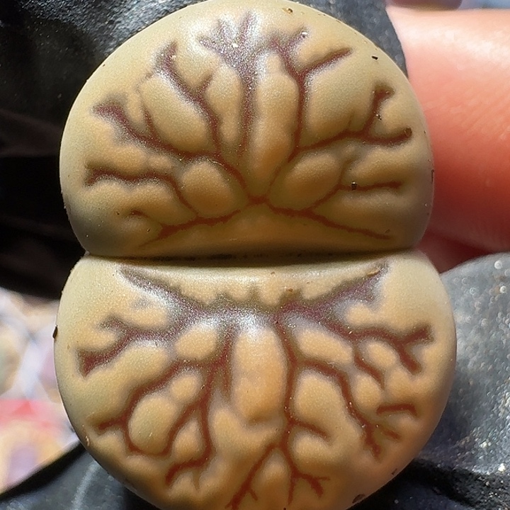 生石花111222。  360