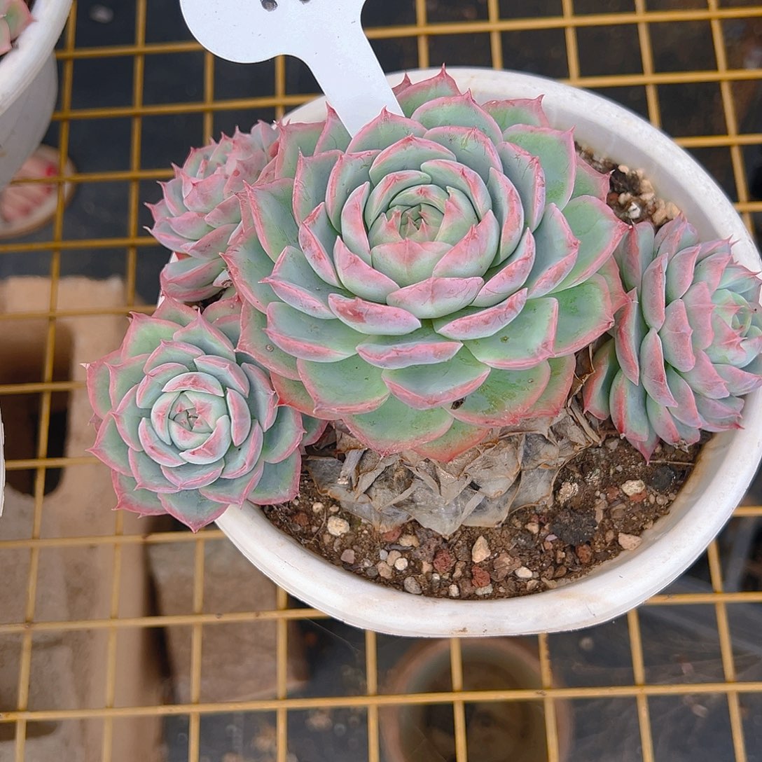 精品多肉171号十月份发货