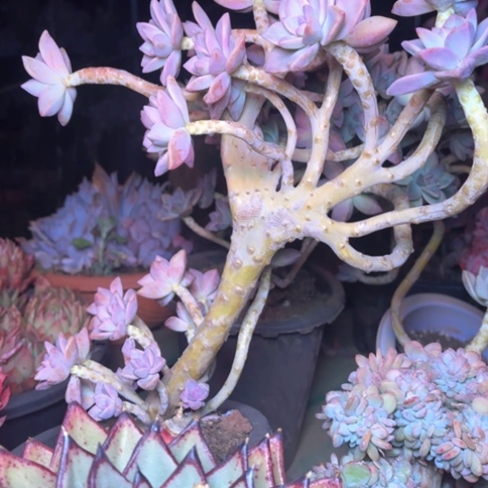 忘*草多肉植物的植物