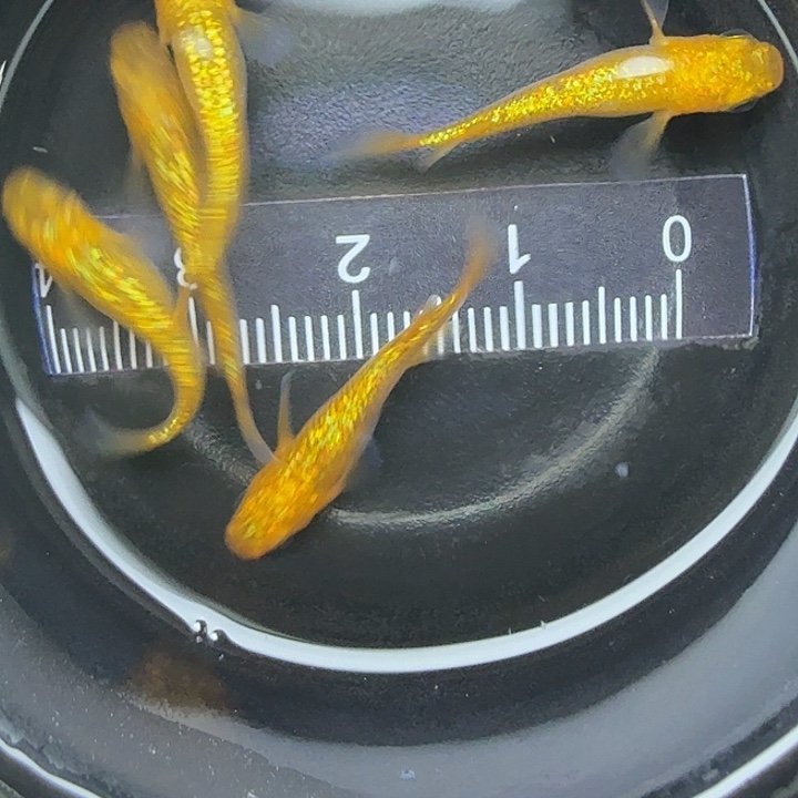 青鳉鱼精品阳光15号