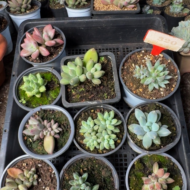 320多肉植物一物一拍