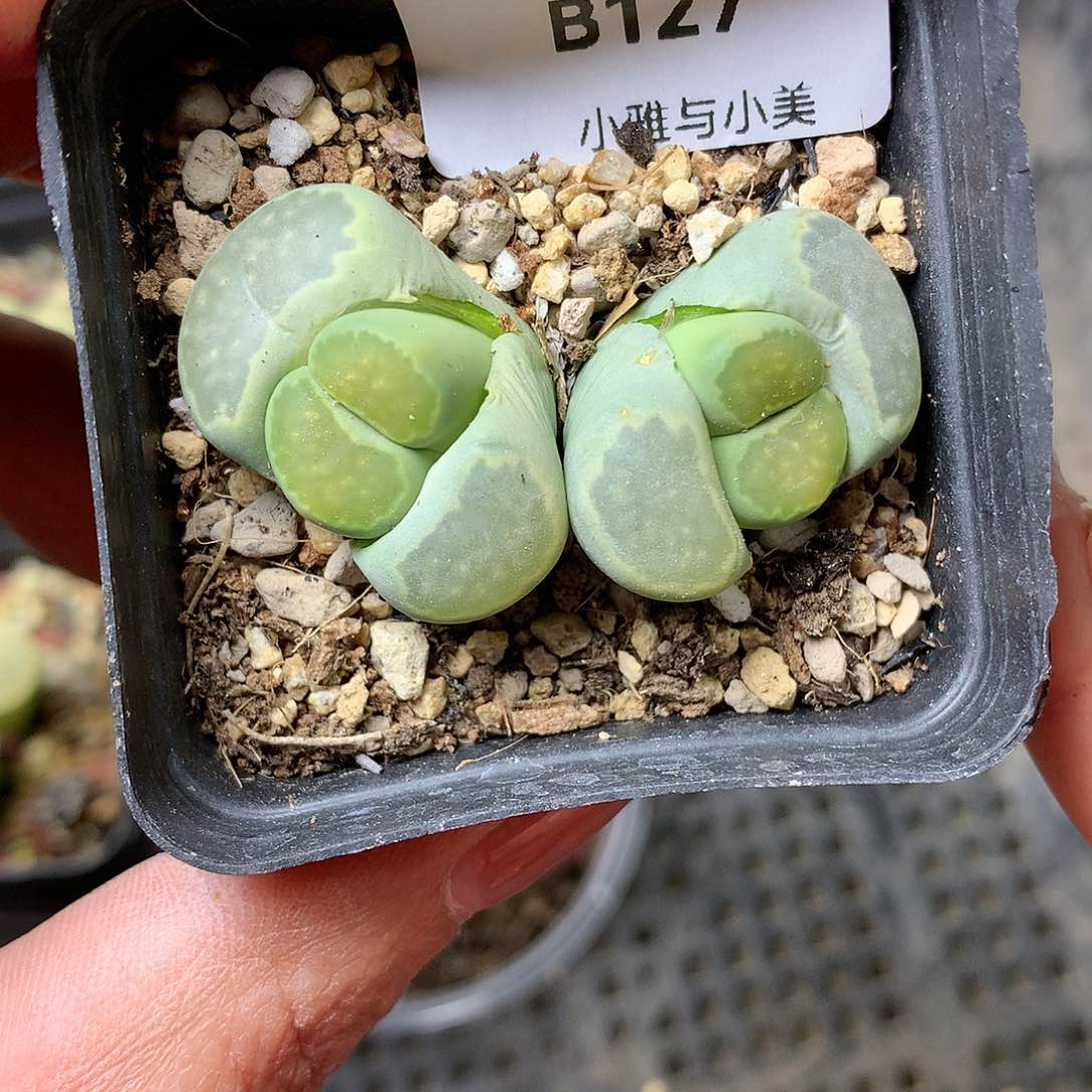 B127多肉植物保护研究所