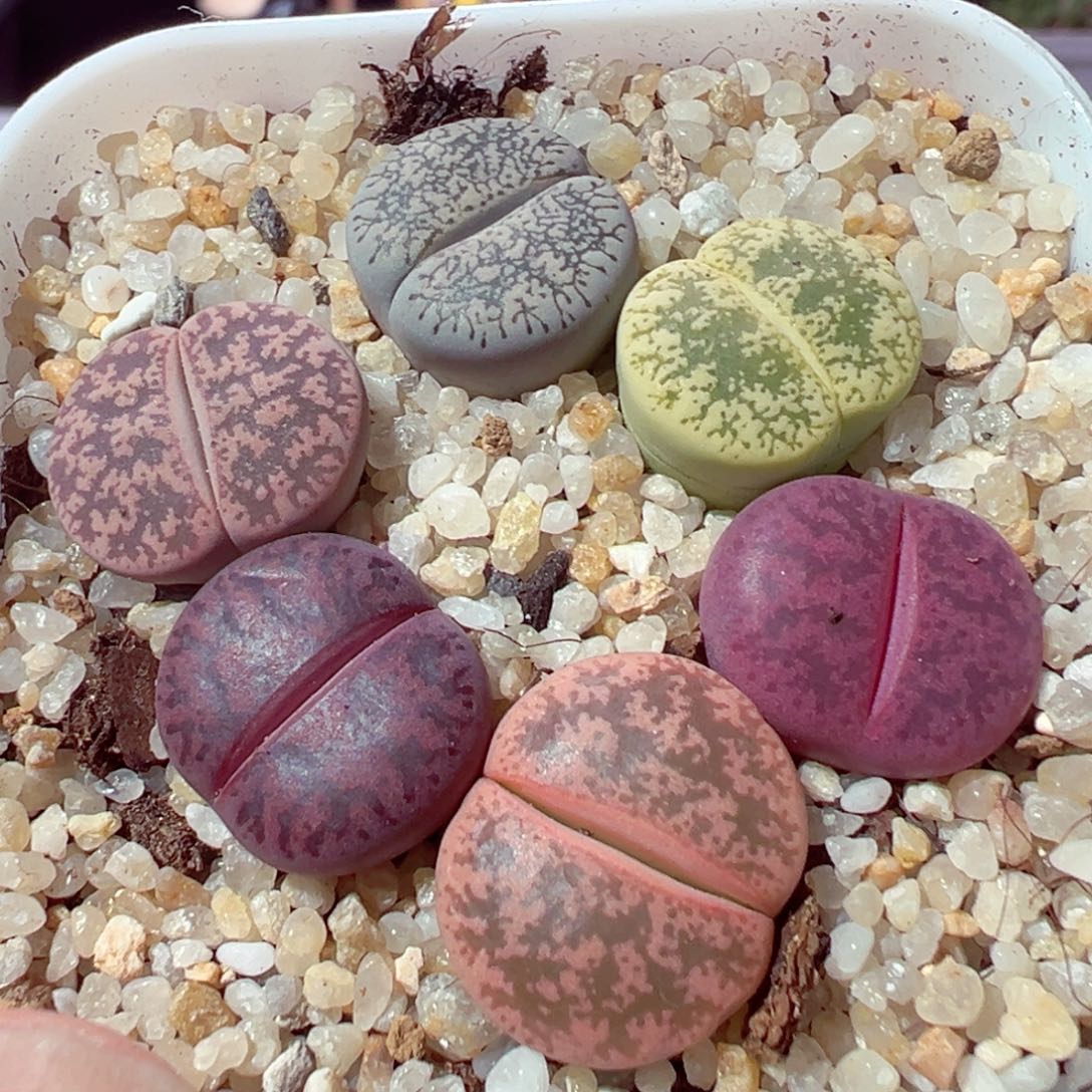 1028-715多肉多肉