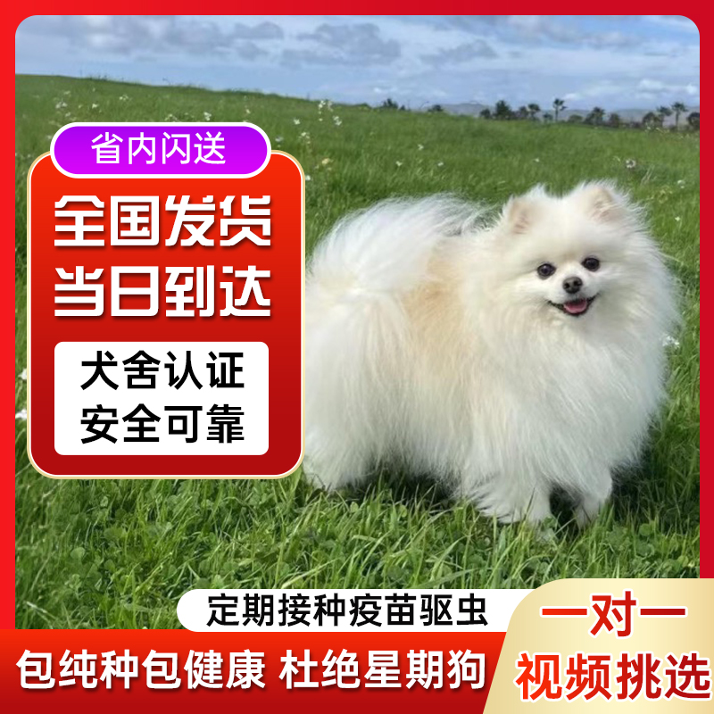 纯种博美幼犬茶杯犬小型犬不掉毛小体宠物活体 江江599