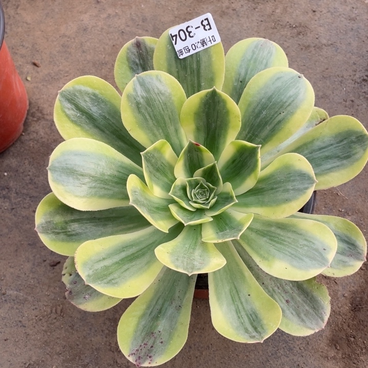 法师304香白多肉123446789