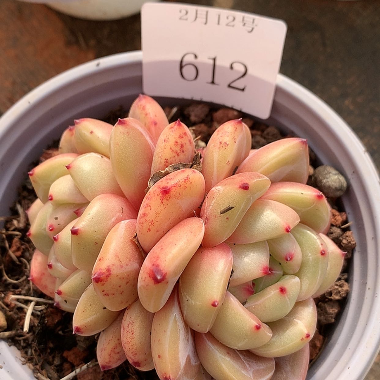 【闪购商品】云612号