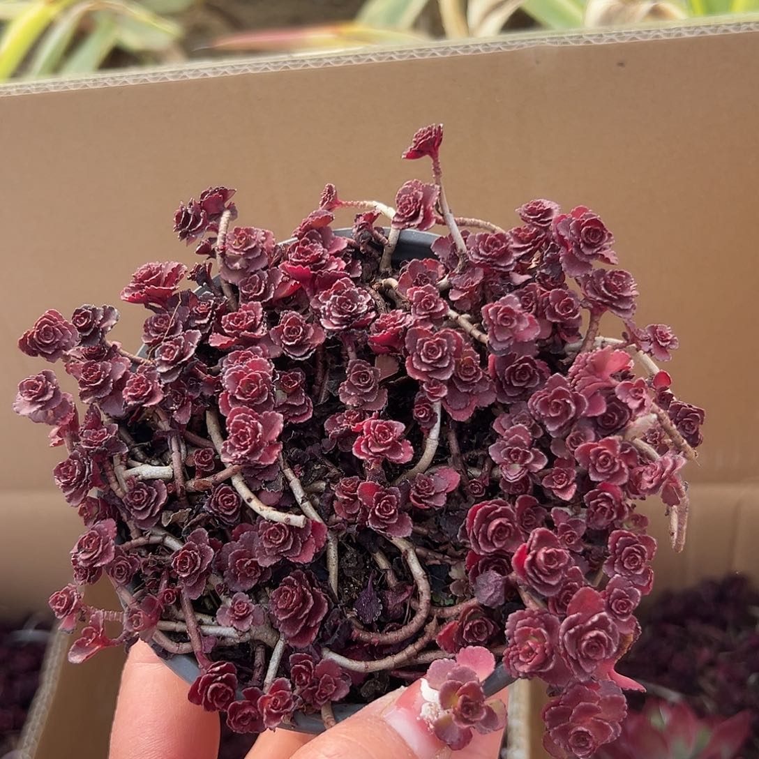 多肉植物小球玫瑰带盆