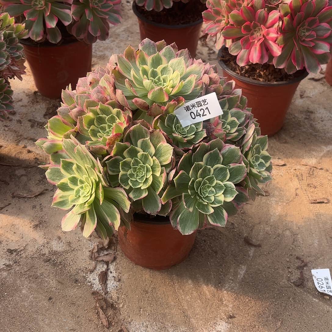 孔雀翎手捧多肉植物421