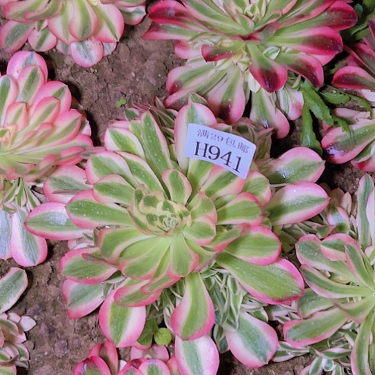 941粉女巫多肉植物