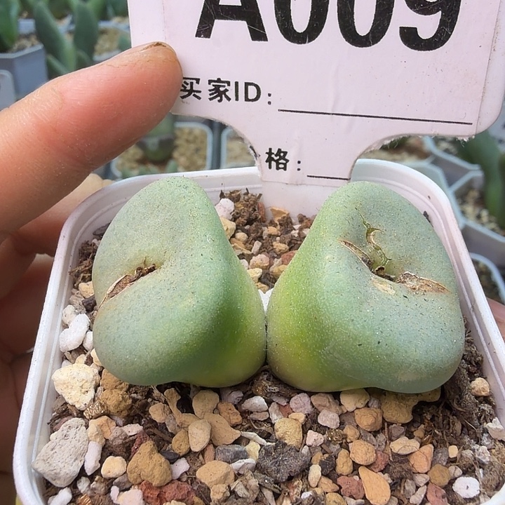 009。白花大饼一颗