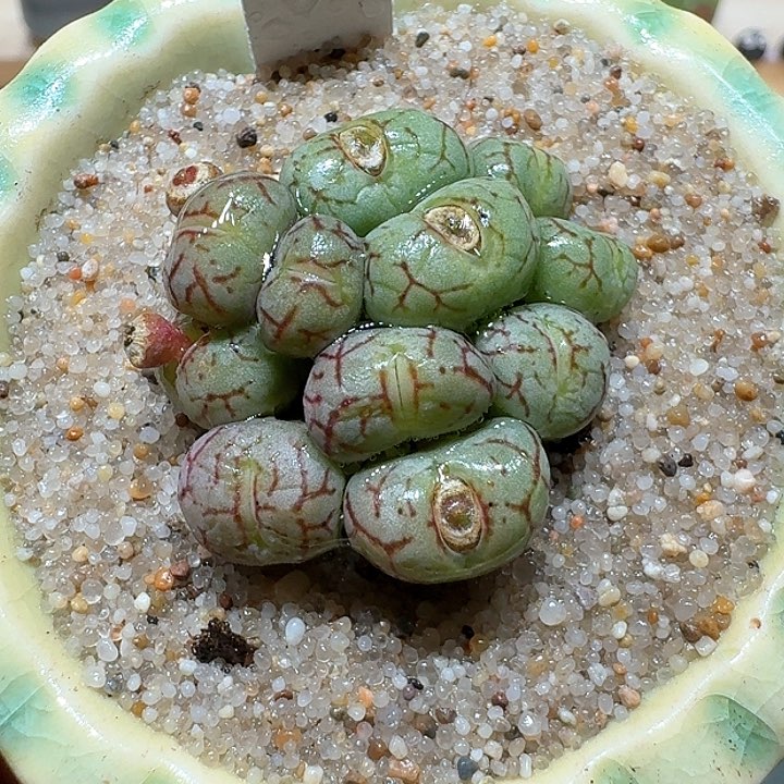 红陶蘑菇701肉锥