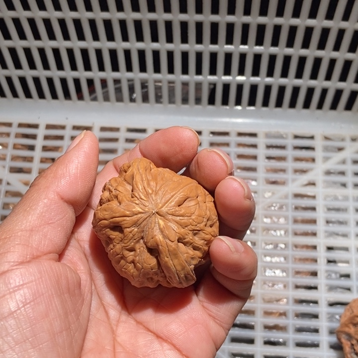 T***董核桃驴打滚尺寸48有黄