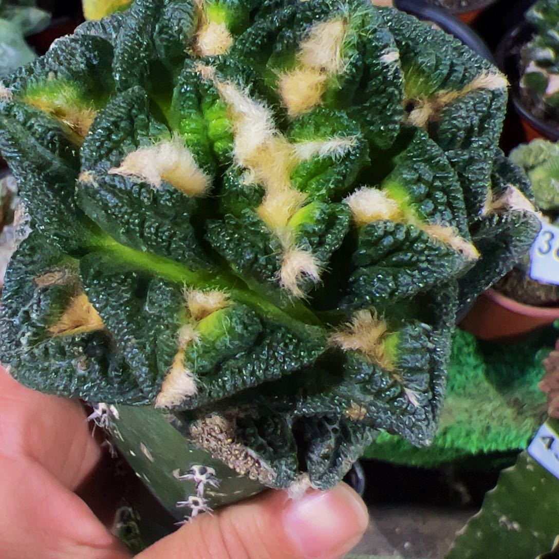 无花朵隔尤厚尤524