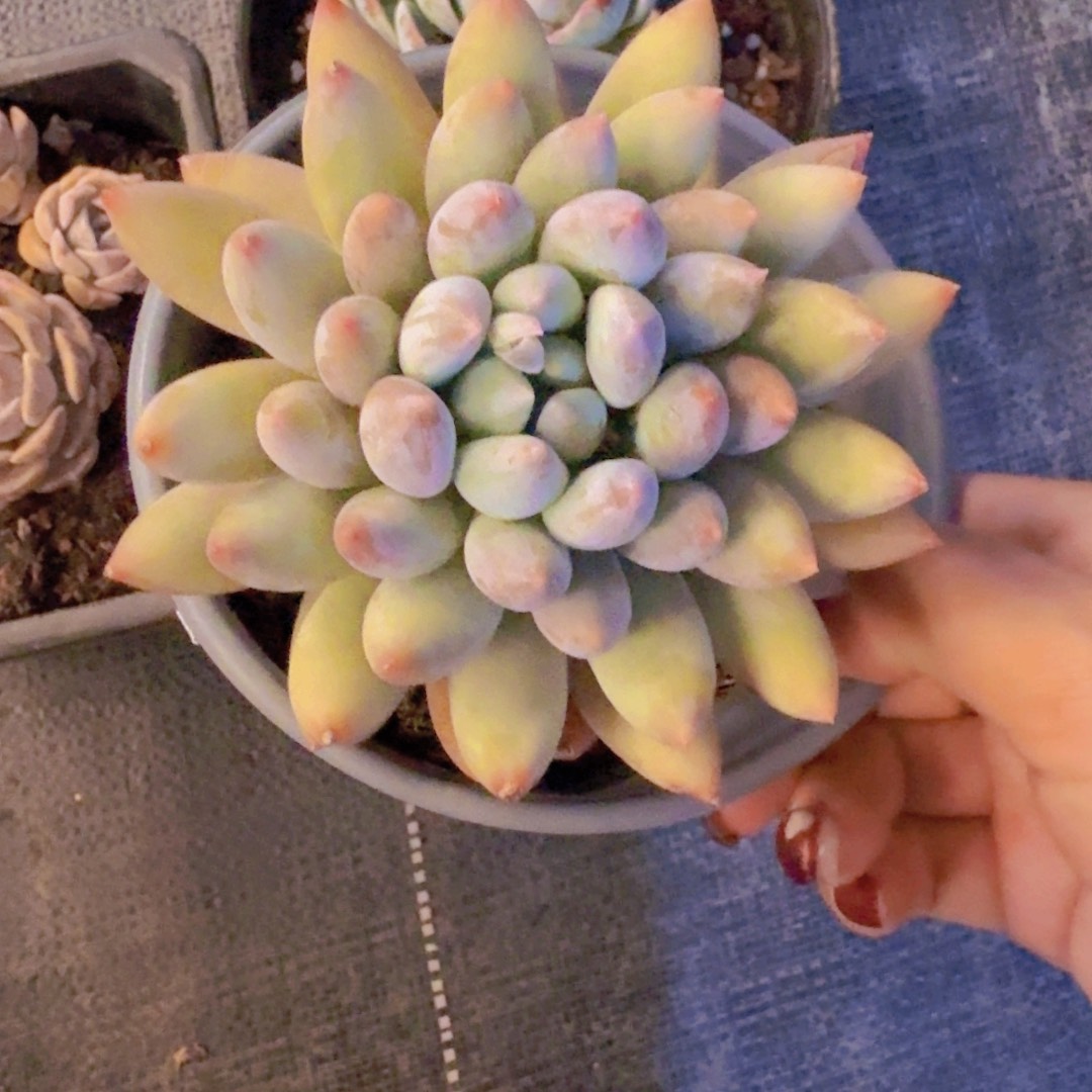 南*"所罗门单头一物一拍