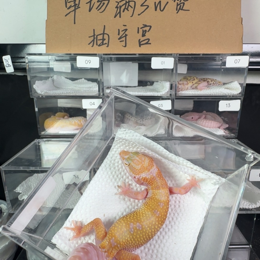 珠宝守宫白黄川普妹妹