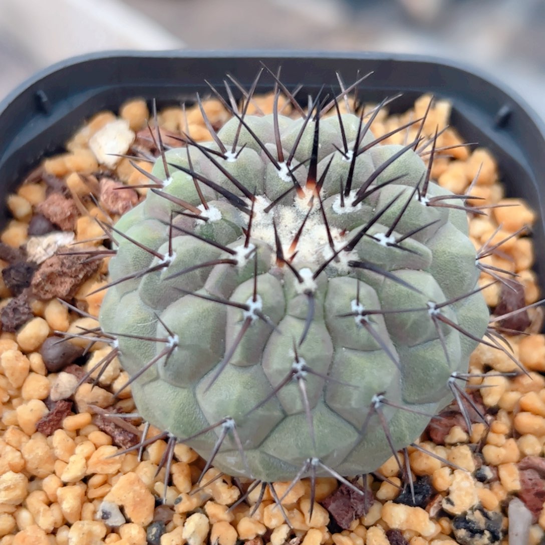 孤龙丸实生 仙人球