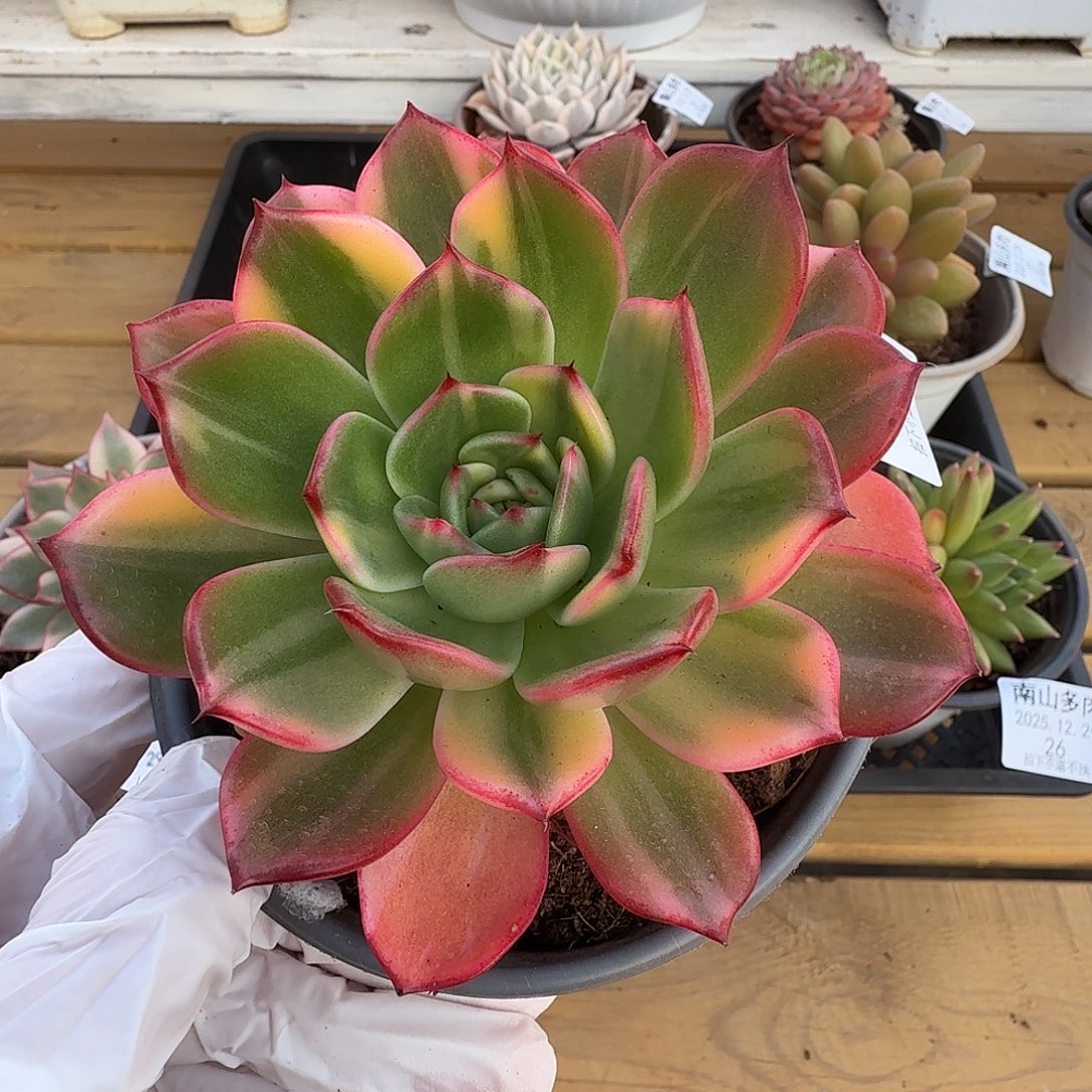 弗朗明戈拉丝锦111229-34