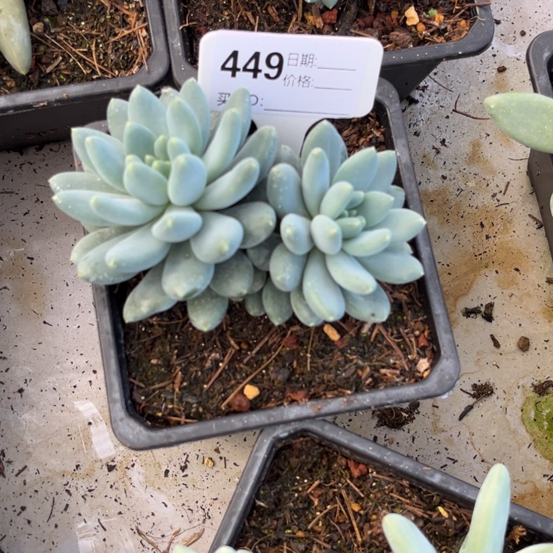 星月菩提多肉植物449