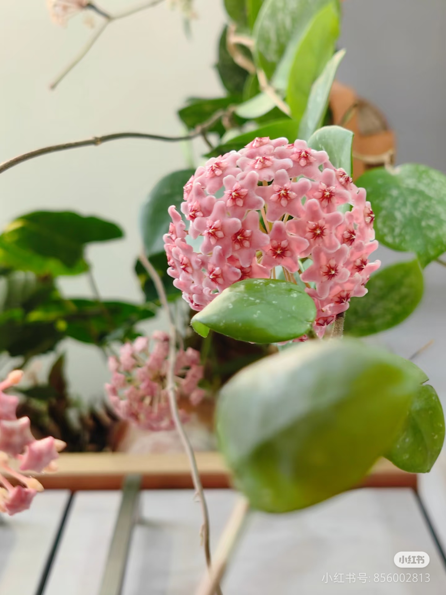 【雀斑球兰】基地种植开花爬藤办公室客厅栽培阳台可选容易开花