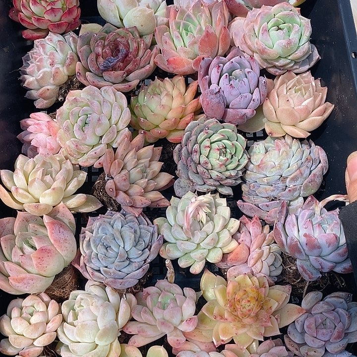 25 多肉植物盆栽花卉植物