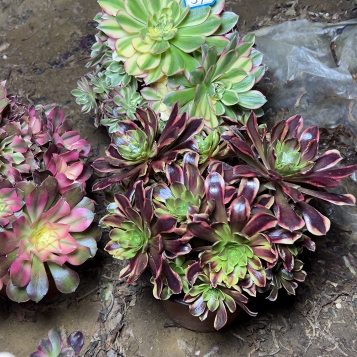 多肉植物砍过57法师