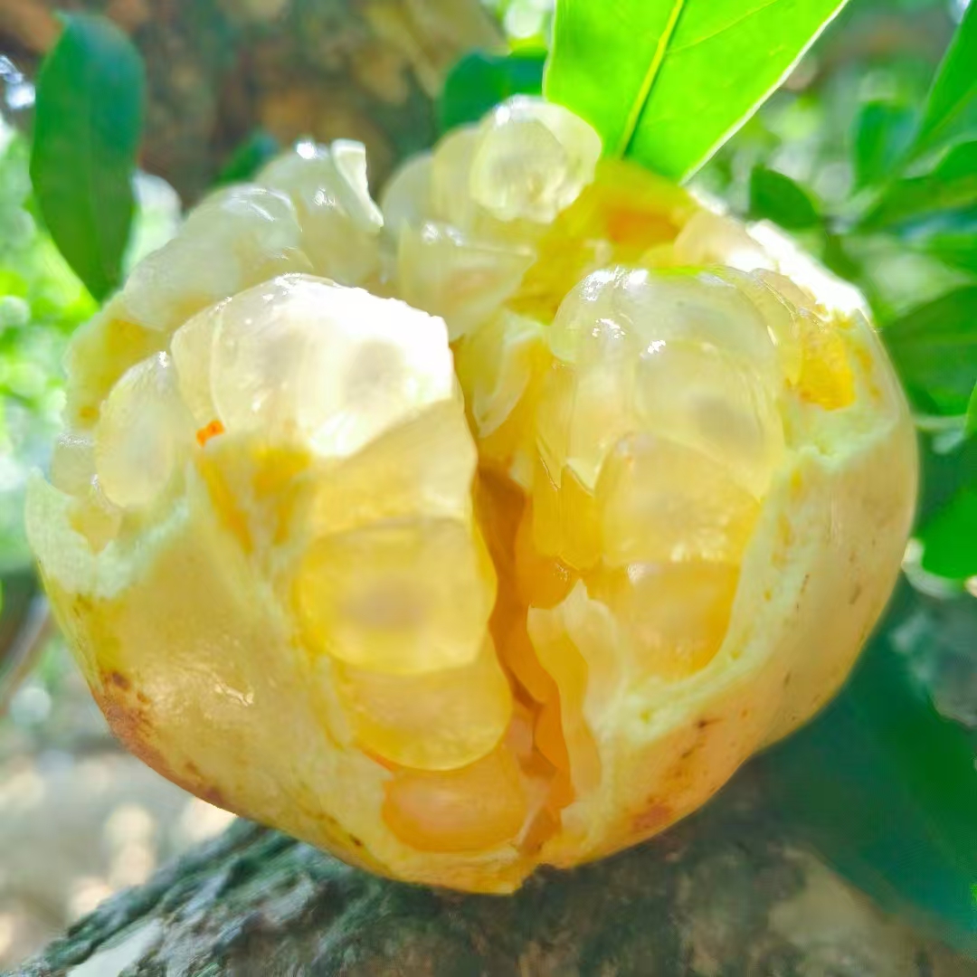 产地直发安徽蚌埠怀远白花玉籽石榴