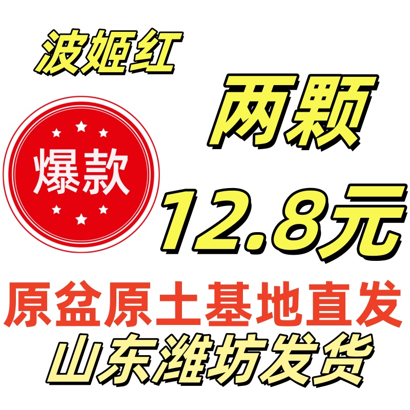 无花果 两颗  原土原盆发货 