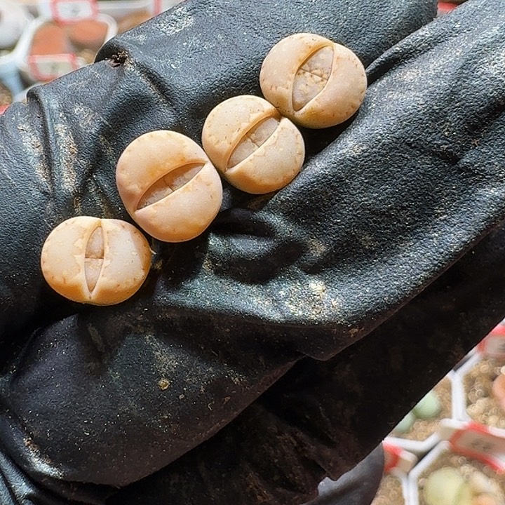 生石花233:：。  353