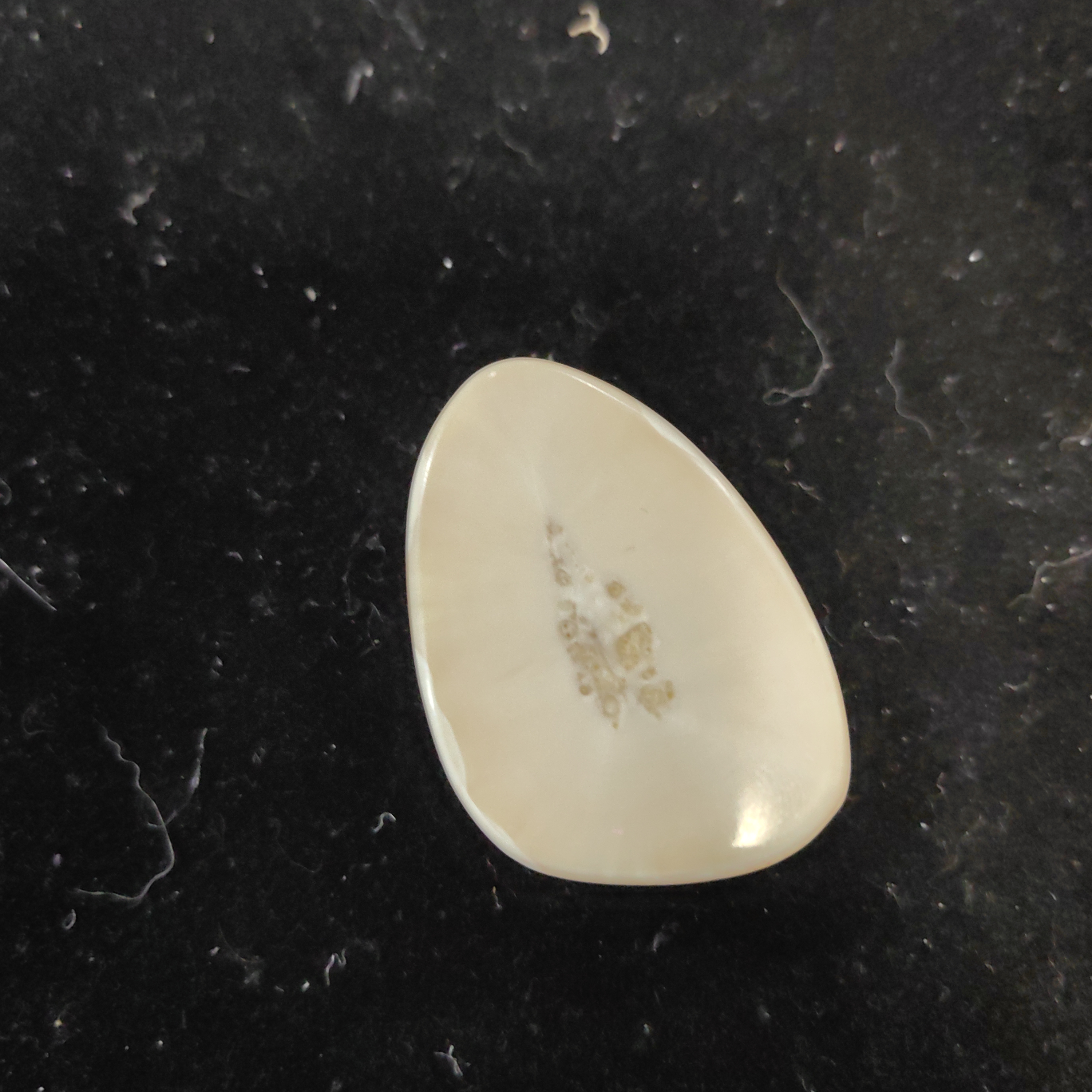 猛犸猛犸虬饼子WT465