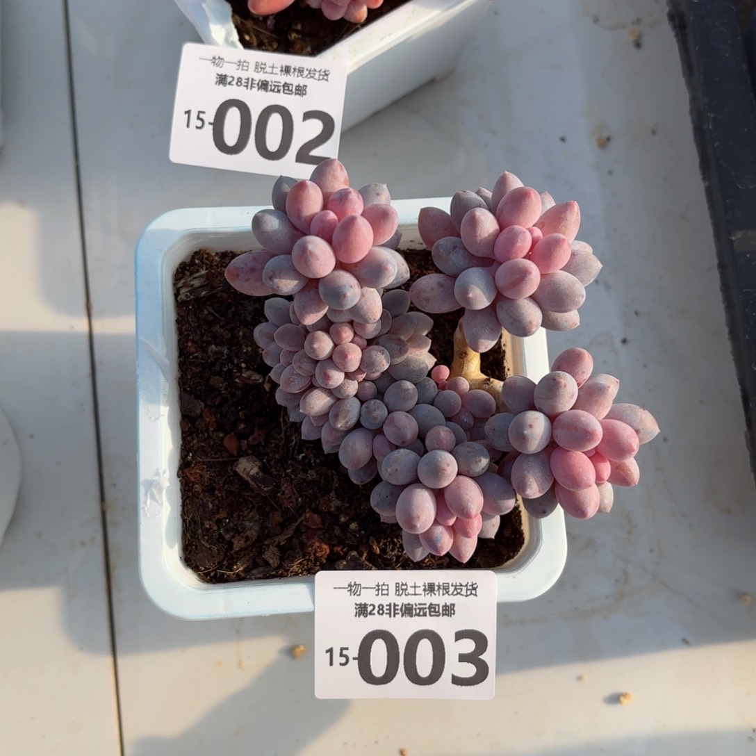 婴儿手指老桩多肉多肉