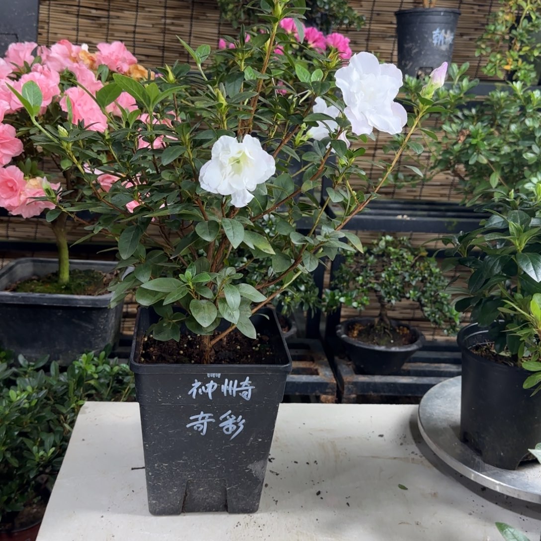 萍***完全开放神舟奇杜鹃花