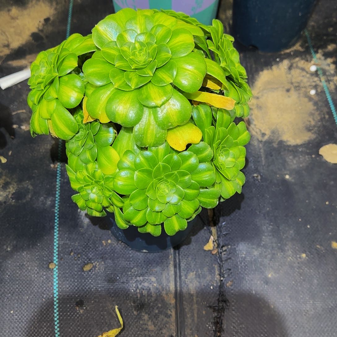 多肉植物翡翠琉璃老庄