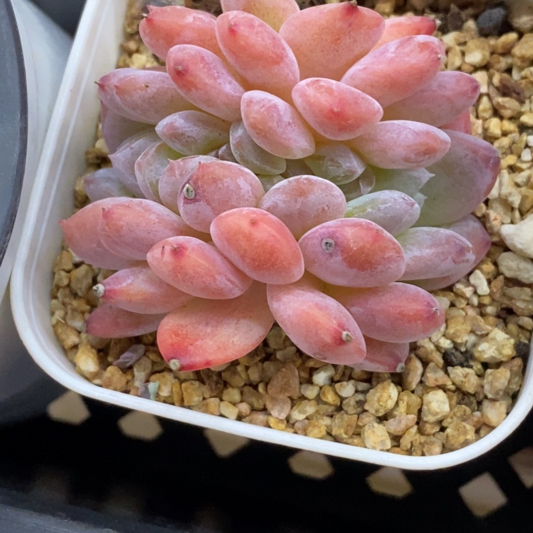 精品多肉一物一拍不包整426