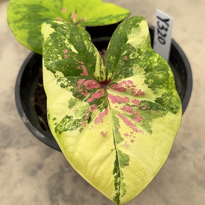 320-0217月亮宝石彩叶芋广东现货