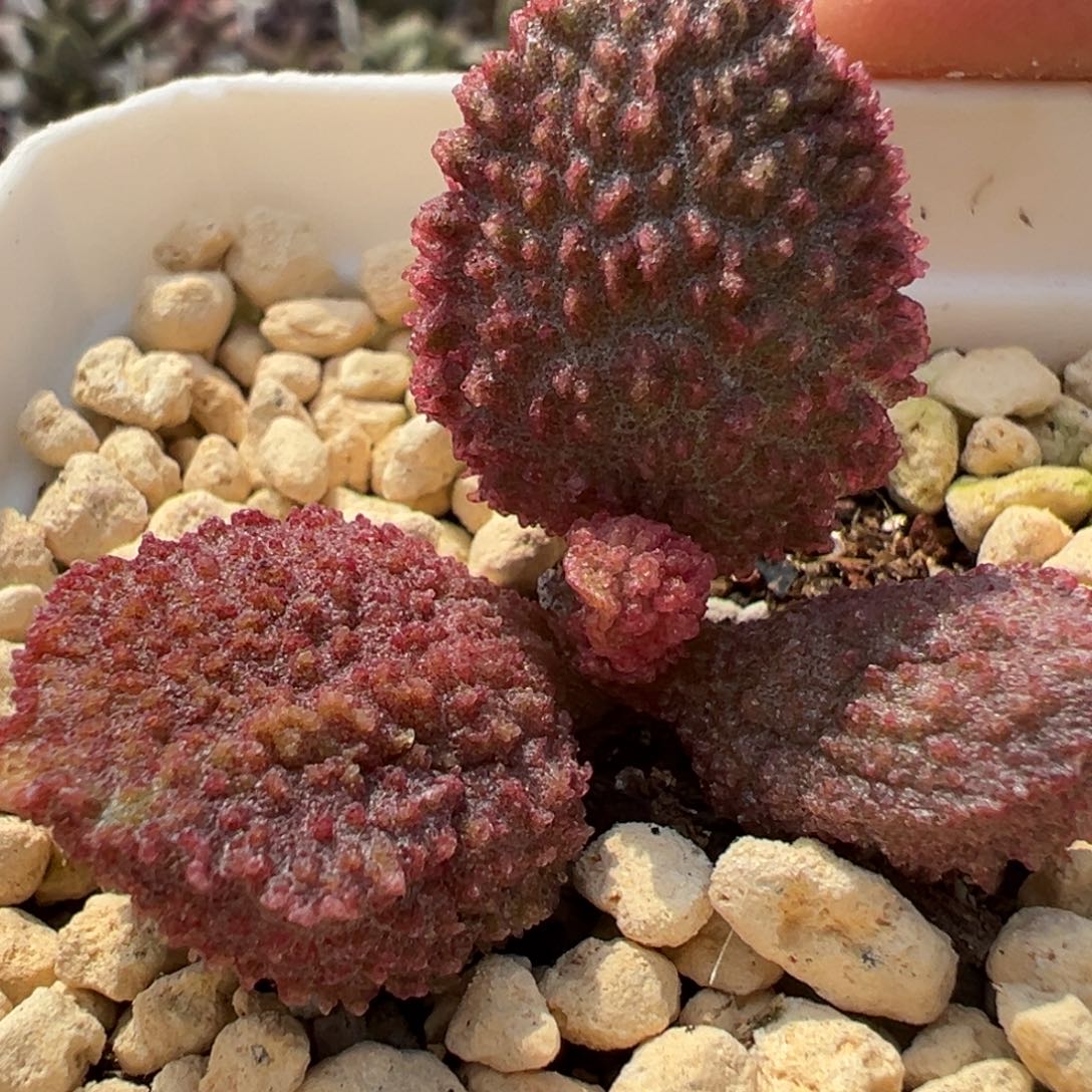 实生新品多肉植物水泡实生新品