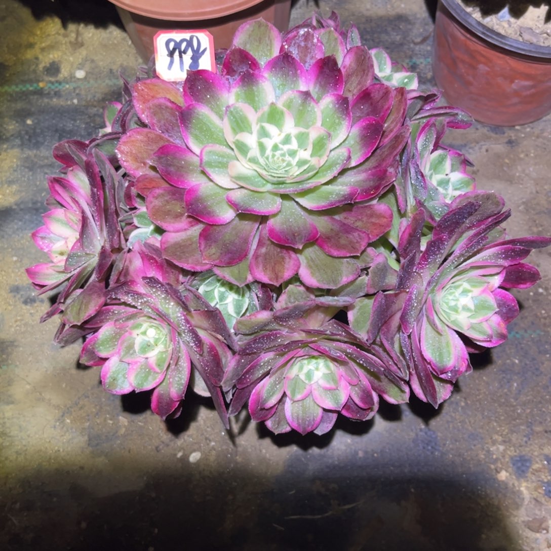 998多肉植物孔雀翎