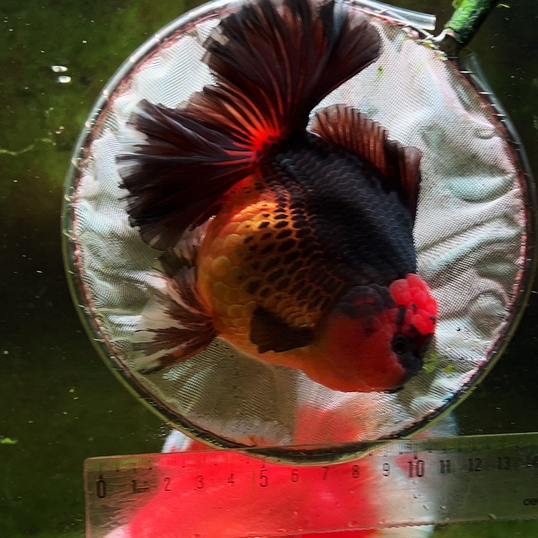 金鱼冷水金鱼百褶泰狮