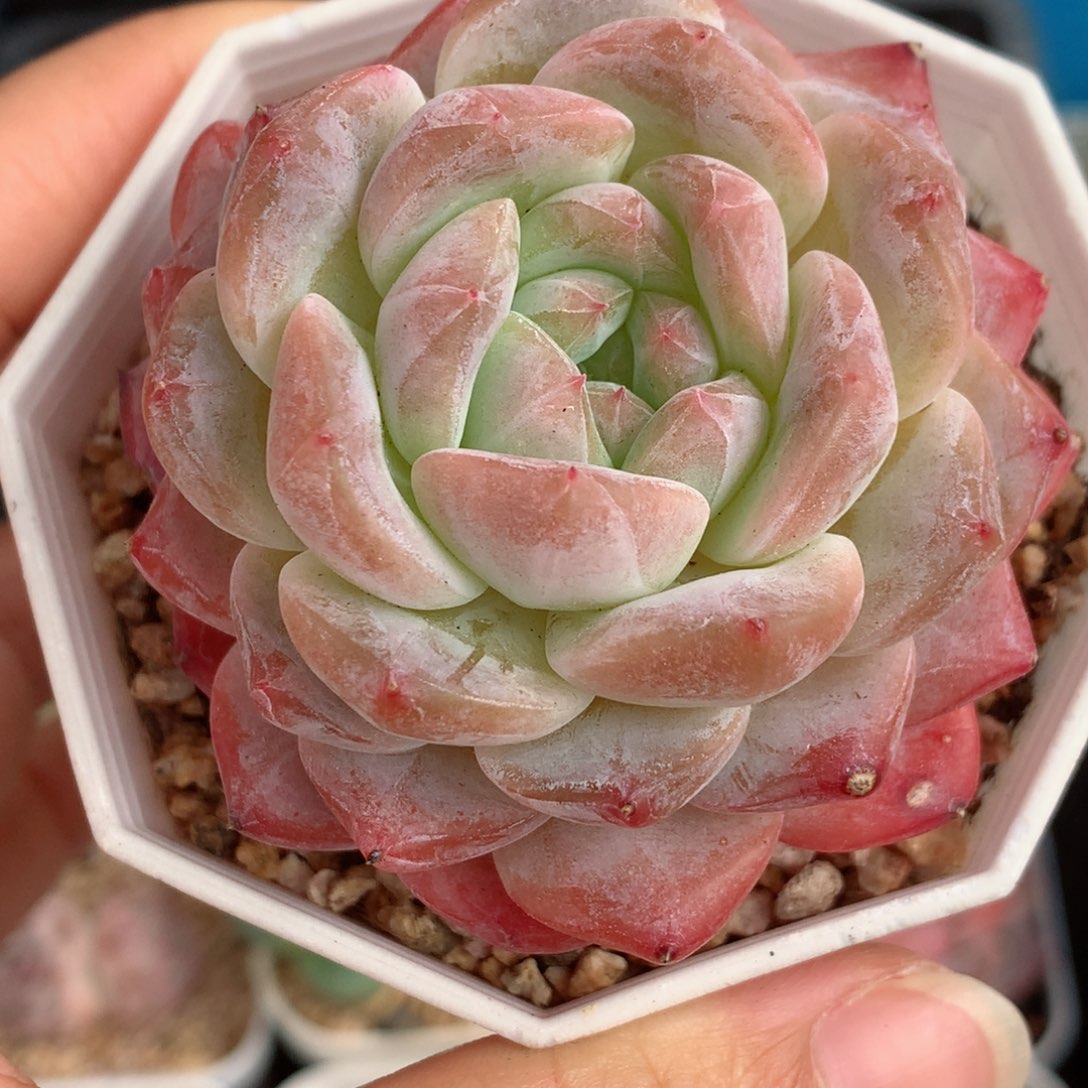 82糖心58包邮  群生不包整 