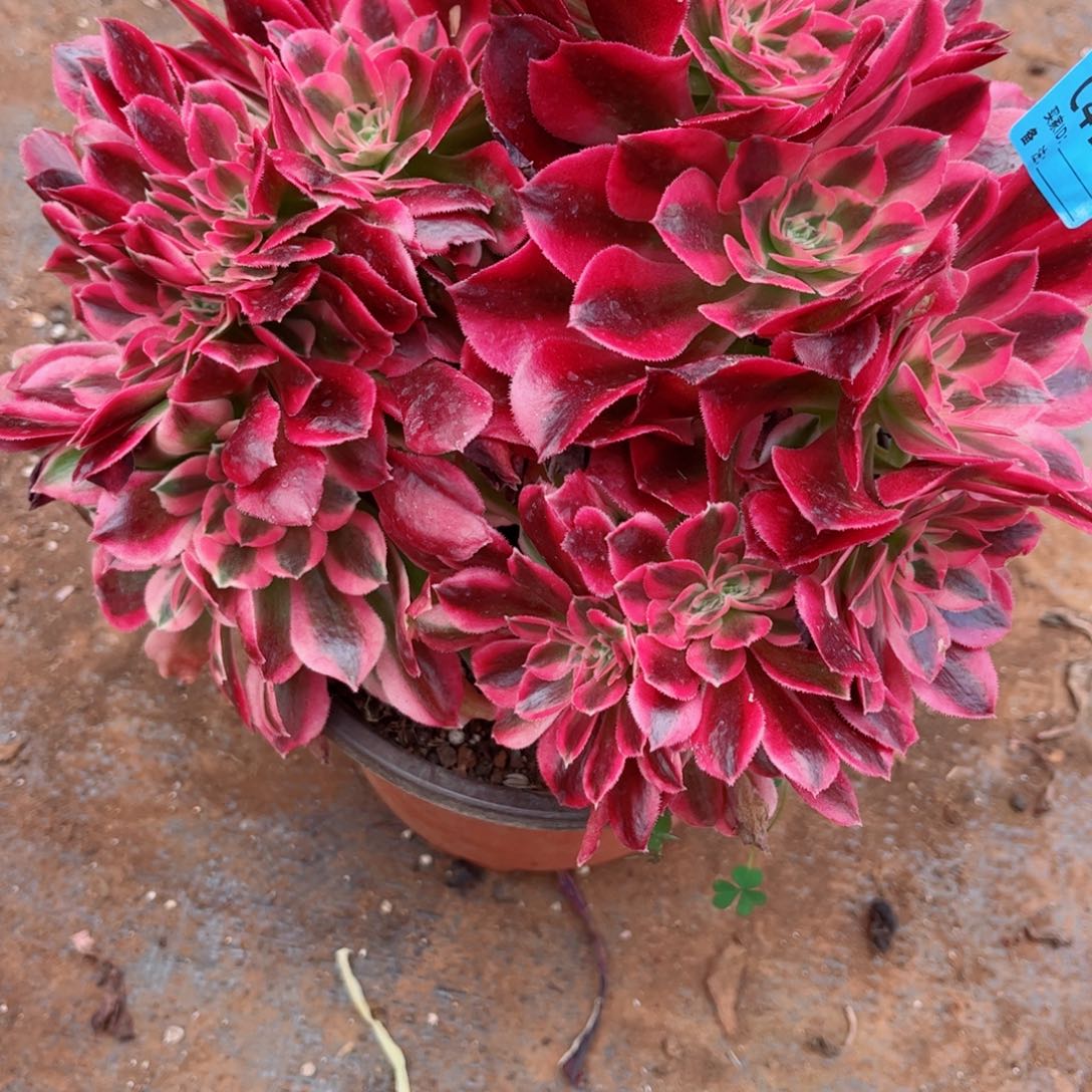 多肉植物490红袖