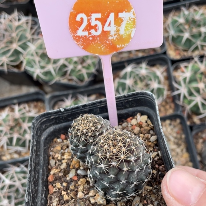 以***待实生鱼鳞丸25470000000